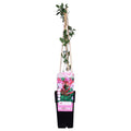 Wald – Geißblatt Lonicera periclymenum 'Serotina' Gartenpflanze Ø15cm ↕65cm – Pflanze für Garten, Balkon, Terrasse, Kübel & Beet online kaufen – Plant