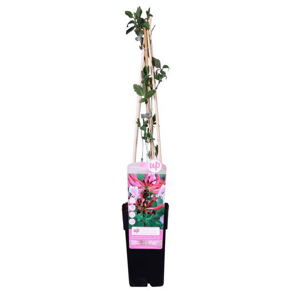 Wald – Geißblatt Lonicera periclymenum 'Serotina' Gartenpflanze Ø15cm ↕65cm – Pflanze für Garten, Balkon, Terrasse, Kübel & Beet online kaufen – Plant