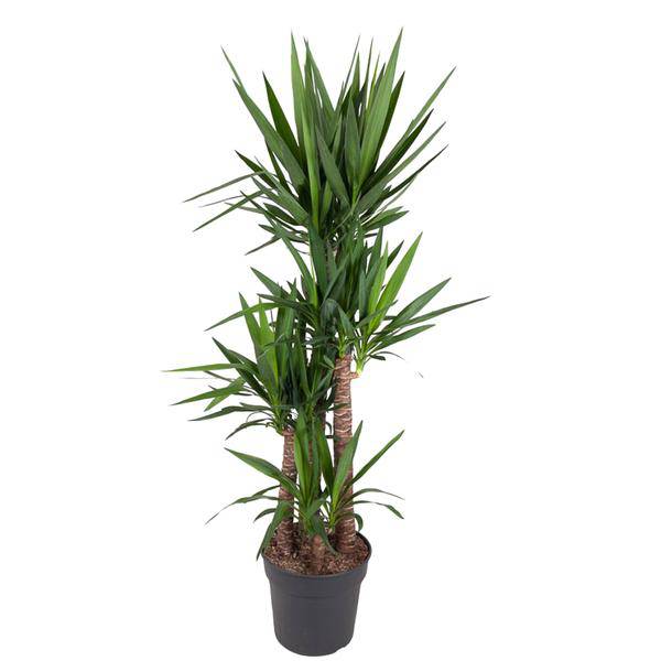 Riesen – Palmlilie – Yucca Elephantipes – Zimmerpflanze – Ø34cm – ↕180cm – Pflegeleicht & Robust – Für Innen & Außen – Plant