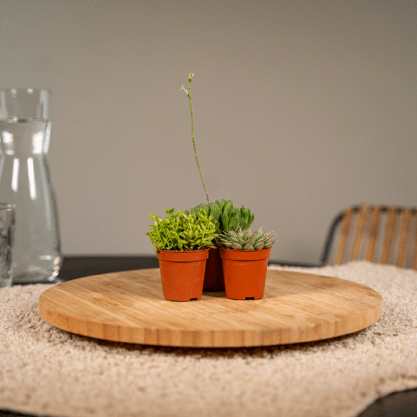 Sukkulenten Mix – Verschiedene Arten – Aloe Vera, Echeveria, Kalanchoe, Sedum – Zimmerpflanzen im Topf – Ø5,5cm – ↕7cm – Plant