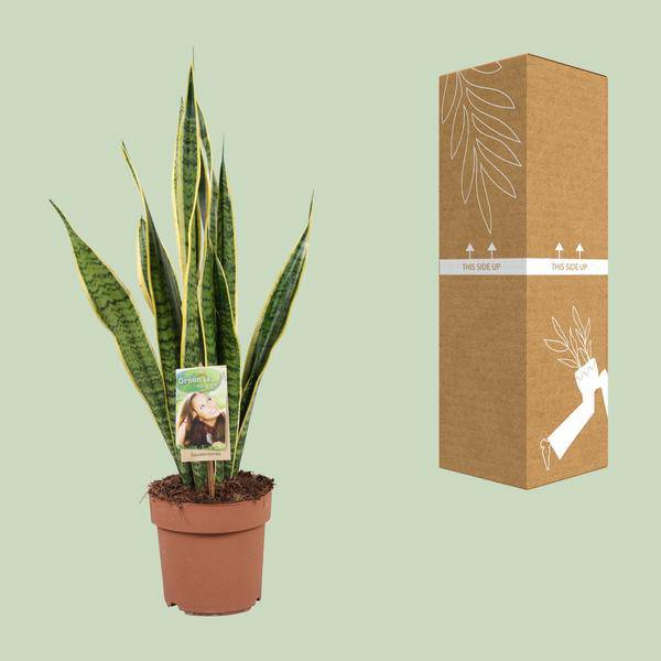 Bogenhanf Sansevieria trifasciata Laurentii Zimmerpflanze Ø17cm ↕60cm – pflegeleichte Grünpflanze für Wohnzimmer, Büro & helle Standorte kaufen – Plant