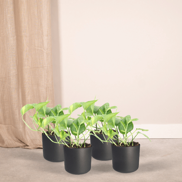 Efeutute Epipremnum aureum Scindapsus Zimmerpflanze Ø12cm ↕20cm – pflegeleichte Grünpflanze für Wohnzimmer, Büro & helle Standorte kaufen – Plant