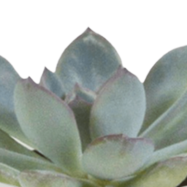 Sukkulenten & Kakteen Mix – 15 Pflanzen Ø5,5cm Zimmerpflanzen im weißen Glas – Verschiedene Mini – Sukkulenten & Kakteen – Plant