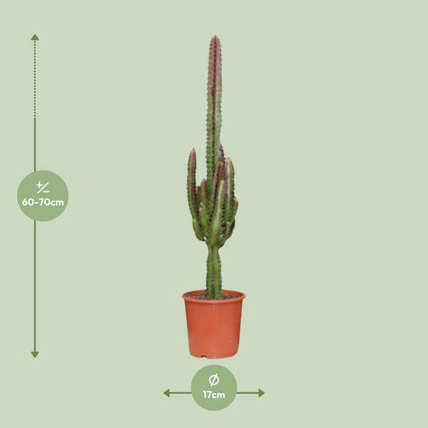 Dreikantige Wolfsmilch Euphorbia Trigona Rubra Zimmerpflanze Ø17cm ↕70cm – pflegeleichte Sukkulente für Wohnzimmer, Büro & helle Standorte kaufen – Plant