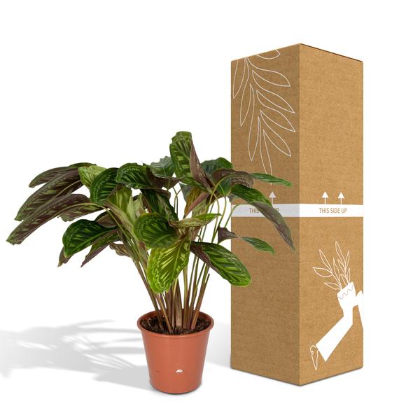 Calathea Flamestar – Pfauenpflanze – Ø19cm – ↕75cm – Exotische Zimmerpflanze mit gemusterten Blättern – Luftreinigend, pflegeleicht & dekorativ – Plant