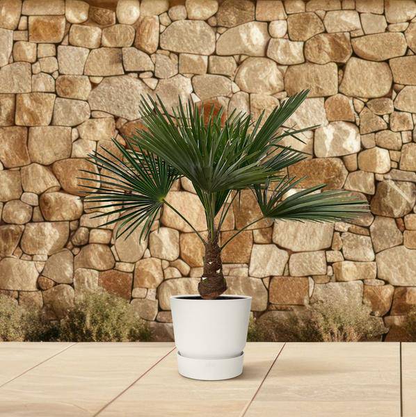 Hanfpalme – Trachycarpus 100cm – Ø21cm – Immergrüne Palme mit fächerförmigen Blättern – Pflegeleicht – Plant