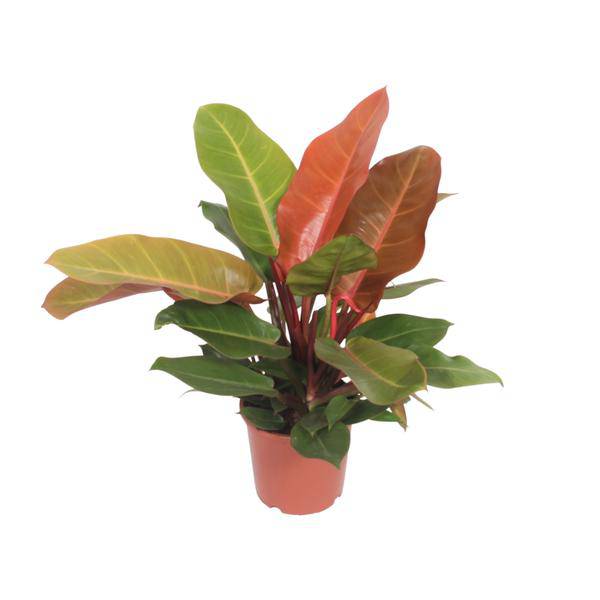 Baumfreund Philodendron Prince of Orange Zimmerpflanze Ø17cm ↕45cm – pflegeleichte Grünpflanze für Wohnzimmer, Büro & helle Standorte kaufen – Plant