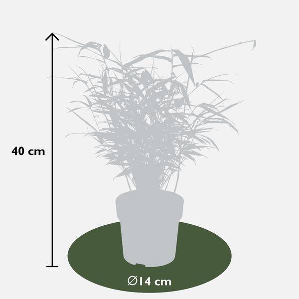 Schirmbambus Fargesia rufa – 4 Pflanzen – ca. 40cm hoch Ø14cm – Kompakter, horstbildender Bambus – Winterhart & pflegeleicht – Für Garten, Balkon & Teichrand – Plant