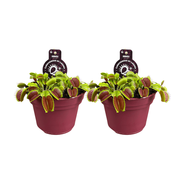 Dionaea Muscipula – Venusfliegenfalle – fleischfressende Zimmerpflanze – Ø12cm – Höhe ca. 12cm – 2 Pflanzen – Plant