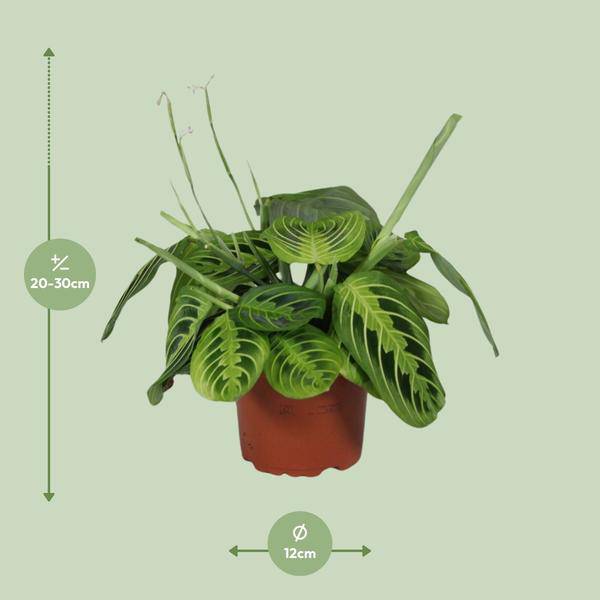Pfeilwurz – Maranta Leuconeura Fascinator Lemon Lime – Prayer Pflanze – Zimmerpflanze – Ø12cm – ca. 30cm hoch – luftreinigende Tropenpflanze – Plant