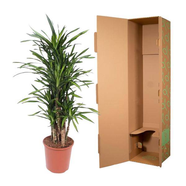 Drachenbaum Dracaena Riki – 140cm hoch – Ø30cm – Elegante Zimmerpflanze mit schmalem dunkelgrünem Blattwerk – pflegeleicht – für Zimmer & Büro – Plant