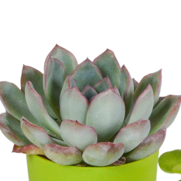 Sukkulenten Mix 5 Pflanzen Ø5,5cm – pflegeleichtes Pflanzen Set für Urban Jungle, Fensterbank, Wohnzimmer & Büro – Plant