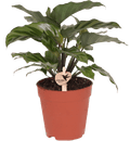 Korbmarante – Calathea – Zimmerpflanze – Ø9cm – Dekopflanze mit auffälligem Blattmuster – Pflegeleichte luftreinigende Pflanze für Wohnzimmer & Büro – Plant
