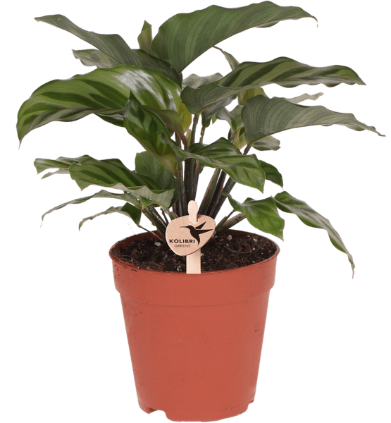 Korbmarante – Calathea – Zimmerpflanze – Ø9cm – Dekopflanze mit auffälligem Blattmuster – Pflegeleichte luftreinigende Pflanze für Wohnzimmer & Büro – Plant