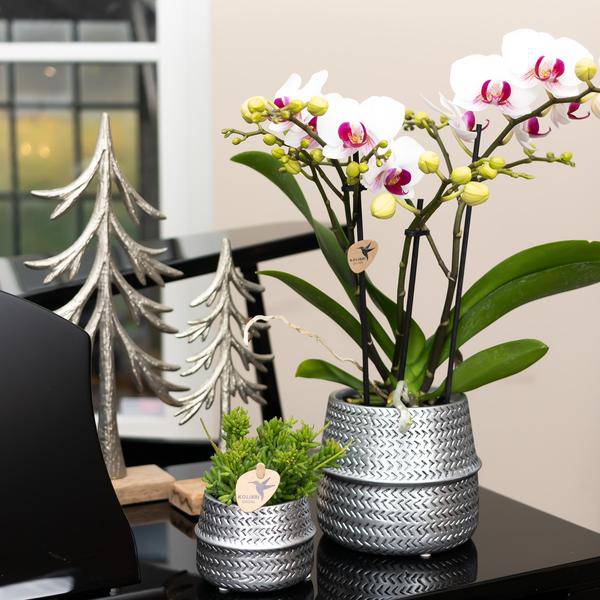 Weiße Phalaenopsis Gent – Orchidee im silbernen Groove – Dekotopf – Ø12cm – Blühende Zimmerpflanze – 2-3 Zweige – Elegante Orchidee mit Ziertopf – Plant