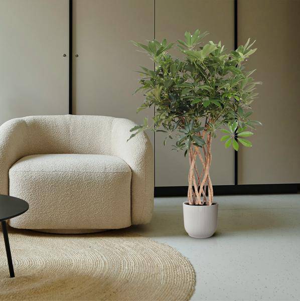 Strahlenaralie – Schefflera Arboricola Compacta – Zimmerpflanze – 130cm – Ø30cm – Indoor – Plant