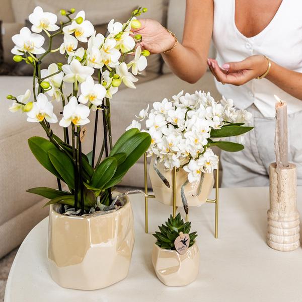 Kombi – Angebot Perlen Travertin Töpfe – 3er – Set Ø6/9/12cm – stilvolle Keramik – Pflanzgefäße für Orchideen, Sukkulenten & Zimmerpflanzen – Plant