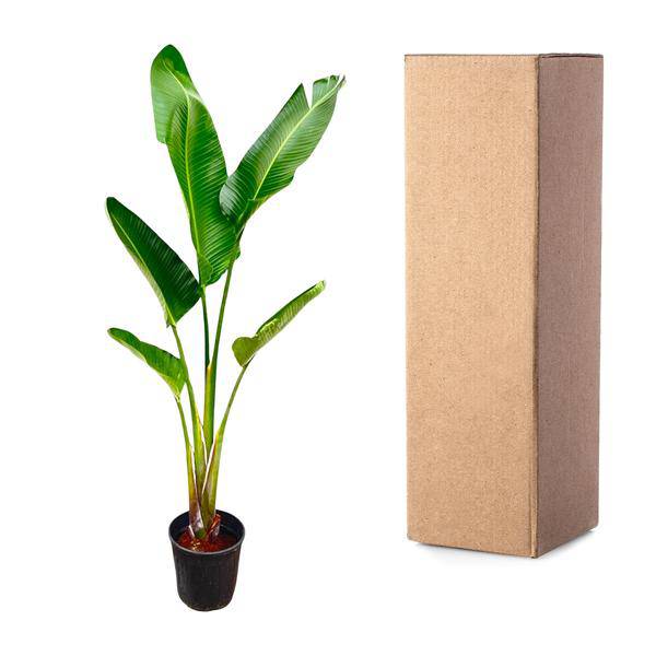 Baum – Strelitzie – Strelitzia Augusta – Zimmerpflanze – 210cm – Ø30cm – Weißer Paradiesvogel mit großen Blättern für Wohnzimmer und Büro – Plant
