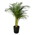 Areca Palme – Betelpalme – Zimmerpflanze ca. 130cm – Ø24cm – inkl. Pflanzgefäß Greenville Schwarz D30xH28 – Plant