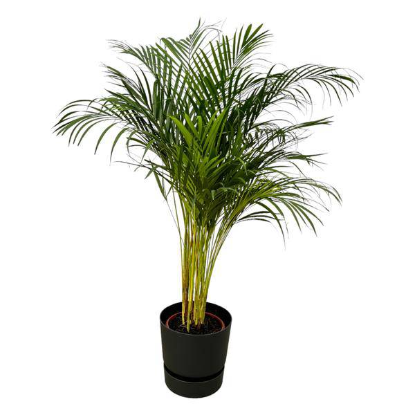 Areca Palme – Betelpalme – Zimmerpflanze ca. 130cm – Ø24cm – inkl. Pflanzgefäß Greenville Schwarz D30xH28 – Plant