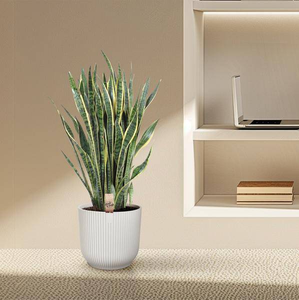 Bogenhanf – Sansevieria Laurentii – Zimmerpflanze 100cm – Ø35cm – Pflegeleichte Grünpflanze mit gelbem Rand – Plant