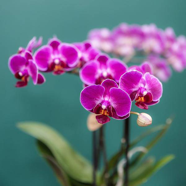 Phalaenopsis Orchideen Morelia Lila – 4 Orchideen – Zimmerpflanze Ø9cm – Orchideen mit 2-3 Blütenstielen – exotische Blütenpracht für Zuhause & Büro – Plant