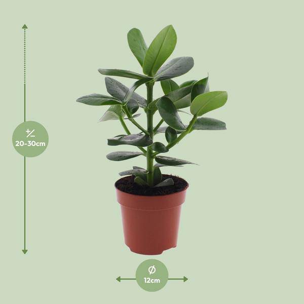 Clusia rosea Princess – Balsamapfel – Ø12cm – ↕15cm – Dekorative Zimmerpflanze mit glänzenden Blättern – Pflegeleicht & luftreinigend – Autogrammbaum – Plant