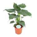 Elefantenohr Alocasia Cucullata Zimmerpflanze Ø21cm ↕80cm – pflegeleichte Grünpflanze für Wohnzimmer, Büro & helle Standorte kaufen – Plant