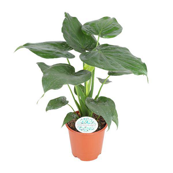 Elefantenohr Alocasia Cucullata Zimmerpflanze Ø21cm ↕80cm – pflegeleichte Grünpflanze für Wohnzimmer, Büro & helle Standorte kaufen – Plant