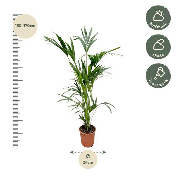 Kentia – Palme – Howea forsteriana – Zimmerpflanze – 160cm – Ø24cm – elegante Grünpflanze für Wohnzimmer, Büro & Wintergarten – pflegeleichte Palme – Plant