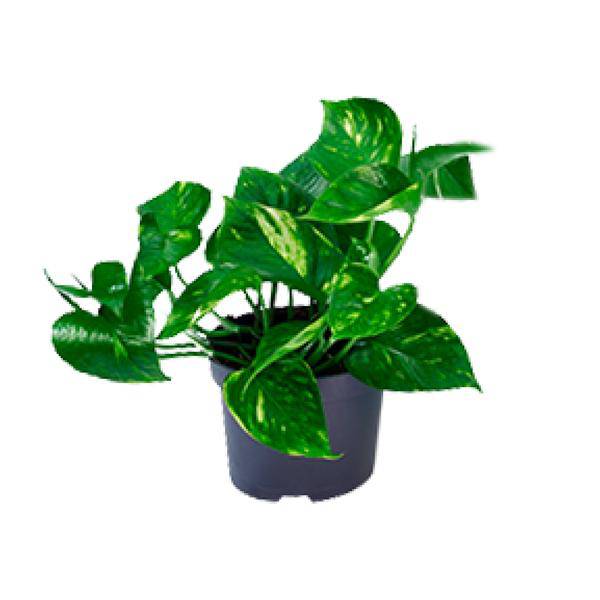 Efeutute – Epipremnum aureum – Ø12cm x H20cm – Schnelle & pflegeleichte Zimmerpflanze – Kletter – oder Hängepflanze – Luftreinigend – Im Pflanztopf – Plant