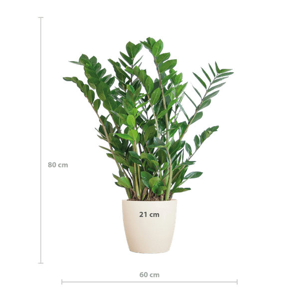 Zamioculcas Zamiifolia Glücksfeder – robuste Zimmerpflanze ↕80cm Ø21cm – pflegeleichte Smaragdpalme im nachhaltigen Viber Topf Weiß – Plant