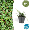 Zwergmispel Cotoneaster pro 'Streib’s Findling' – 6 Pflanzen – ↕10-25cm – Ø9cm – Bodendecker mit Blüten & Beeren – Pflegeleicht & sonnig/schattig – Plant