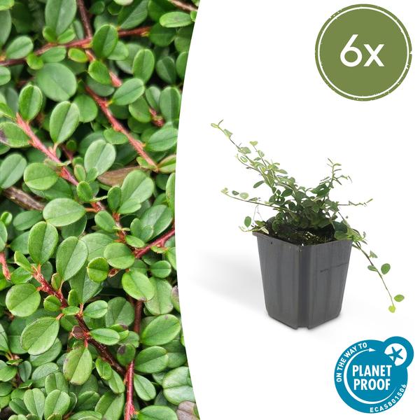 Zwergmispel Cotoneaster pro 'Streib’s Findling' – 6 Pflanzen – ↕10-25cm – Ø9cm – Bodendecker mit Blüten & Beeren – Pflegeleicht & sonnig/schattig – Plant