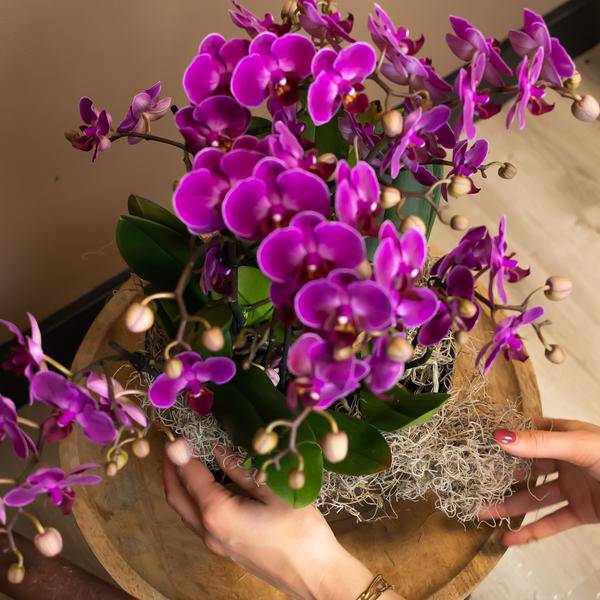 Phalaenopsis Orchidee Lilac Morelia – Zimmerpflanze – Ø9cm – Fliederfarbene Blütenpracht – Plant