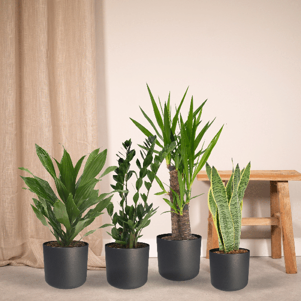 Pflanzkasten Easy – 4 pflegeleichte Zimmerpflanzen – Sansevieria, Yucca, Zamioculcas & Dracaena – Verschiedene Höhen 40-85cm – Ø14 – Ø17 – Plant