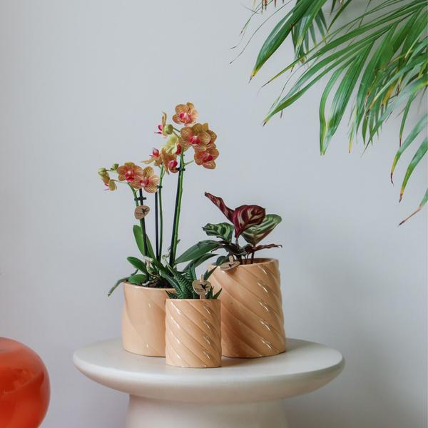 Candy Blumentopf Pfirsich Ø9cm – Dekorativer Keramiktopf in moderner runder Form – Pflanzentopf für Orchideen, Sukkulenten & Grünpflanzen – Plant