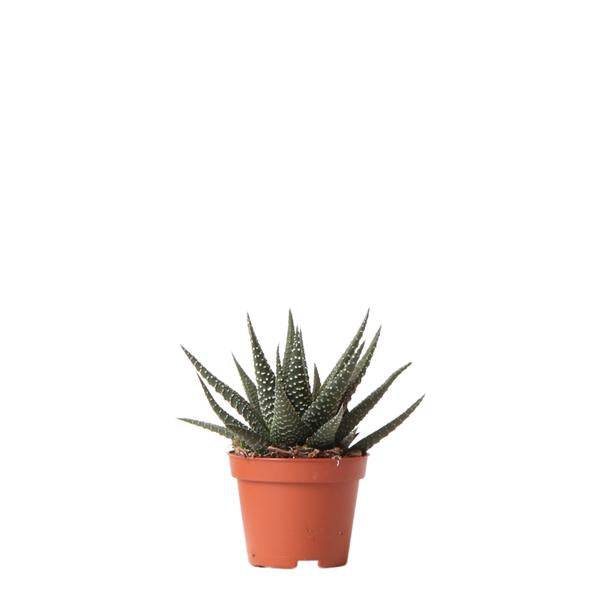 Sukkulente Haworthia Royal Highness – Grüne Zimmerpflanze – Ø6cm – Pflegeleichte Grünpflanze – Stilvolle Dekoration für Zuhause – Plant