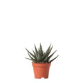 Sukkulente Haworthia Royal Highness – Grüne Zimmerpflanze – Ø6cm – Pflegeleichte Grünpflanze – Stilvolle Dekoration für Zuhause – Plant