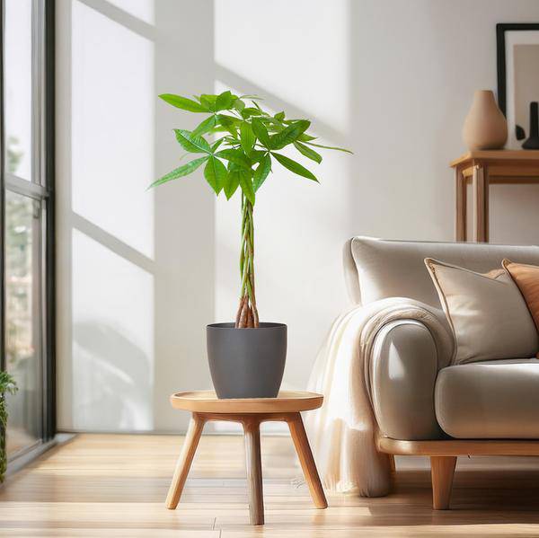 Pachira Aquatica 80cm – Glückskastanie Geldbaum Zimmerpflanze Ø21cm – pflegeleichte Pflanze mit geflochtenem Stamm im nachhaltigen Viber Grau Topf – Plant