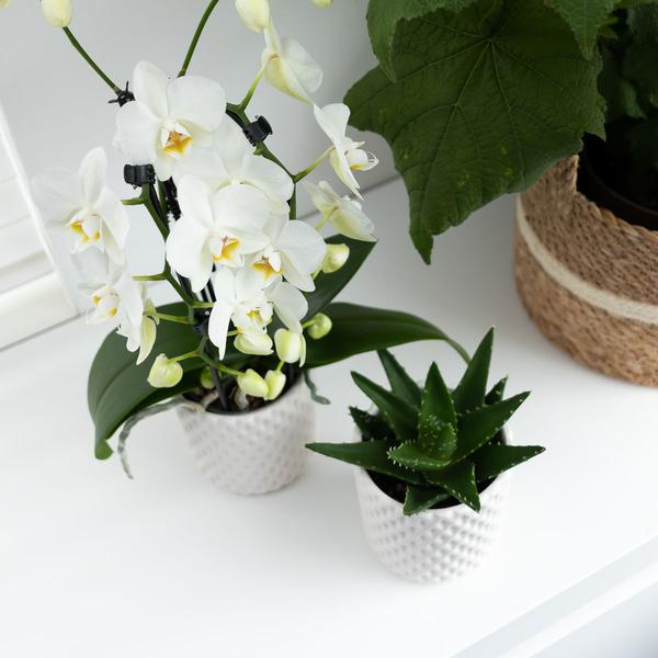 Sukkulente Aloe Brevifolia Zimmerpflanze Ø6cm – pflegeleichte Sukkulente für Wohnzimmer, Büro & helle Standorte kaufen – Plant