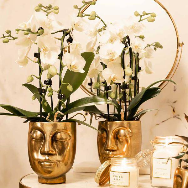 Weiße Phalaenopsis-Orchidee Niagara Fall – Ø9cm – Blühende Zimmerpflanze – Luxuriöse, langlebige weiße Blüten – 35-40cm hoch – Plant