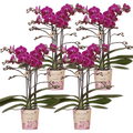 Phalaenopsis Orchideen Morelia Lila – 4 Orchideen – Zimmerpflanze Ø9cm – Orchideen mit 2-3 Blütenstielen – exotische Blütenpracht für Zuhause & Büro – Plant
