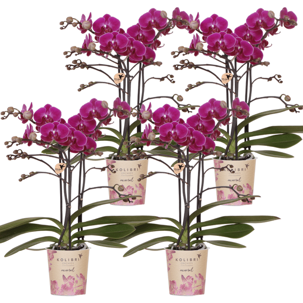 Phalaenopsis Orchideen Morelia Lila – 4 Orchideen – Zimmerpflanze Ø9cm – Orchideen mit 2-3 Blütenstielen – exotische Blütenpracht für Zuhause & Büro – Plant