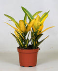 Wunderstrauch – Croton Sunny Star – Zimmerpflanze – Ø12cm – 30cm hoch – farbenfrohe Blattschmuckpflanze – Plant