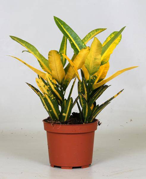 Wunderstrauch – Croton Sunny Star – Zimmerpflanze – Ø12cm – 30cm hoch – farbenfrohe Blattschmuckpflanze – Plant