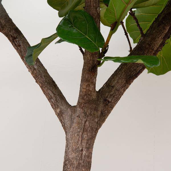 Geigen – Feige – Ficus Lyrata XXL – Zimmerpflanze 300cm – Ø55cm – Exklusive Designpflanze mit großen geigenförmigen Blättern – Tropische XXL – Plant