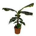Bananenpflanze Musa – tropische Zimmerpflanze – Höhe ca. 80cm – Ø21cm – dekorative Pflanze mit großen grünen Blättern für Wohnzimmer, Büro & Balkon – Plant