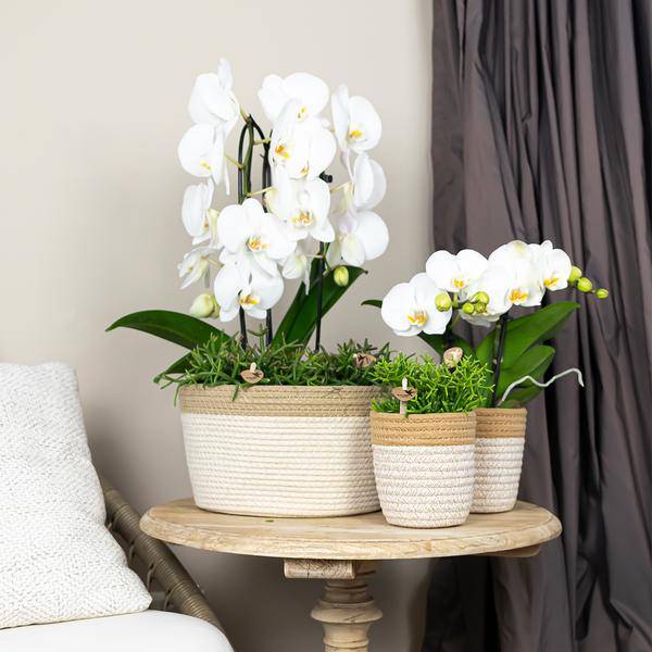 Phalaenopsis Orchidee Weiß Niagara Fall Zimmerpflanze Ø12cm ↕60cm – blühende Orchidee für Wohnzimmer, Büro & helle Standorte kaufen – Plant