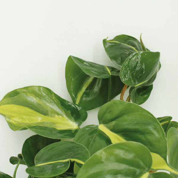 Baumfreund – Philodendron scandens Brasil – 4 Pflanzen – Ø12cm – Höhe ca. 15cm – Pflegeleichte Zimmerpflanzen – Rank – Plant